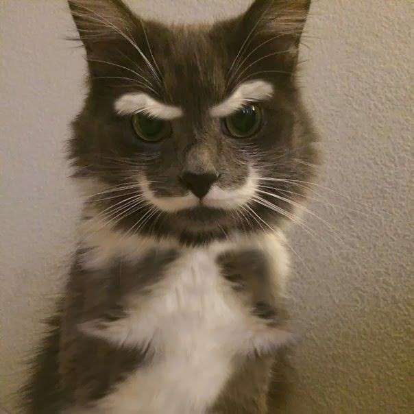 Funny Cat Gets in on the Movember Movement