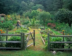 Vegetable Garden Makes Me Want a Fence