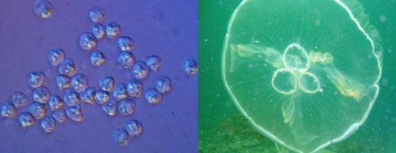 Weird Mucus Parasites or Jellyfish? It’s the Fish!