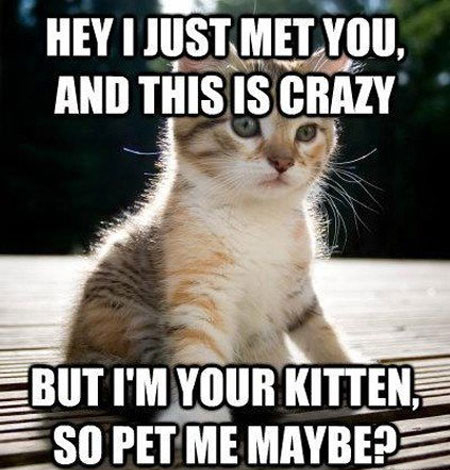 I’m your kitten, so pet me maybe?