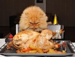 I’m a Lion, Don’t Come Near This Turkey