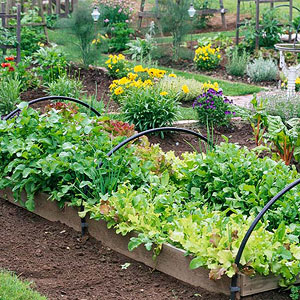 Planning Your First Vegetable Garden