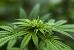NY Marijuana Legalization Could Create Multibillion Dollar Market