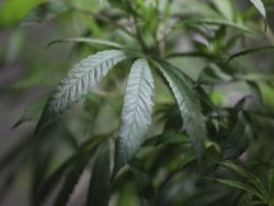 Cuomo Moves Towards Marijuana Legalization with State Panel