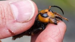 Giant Asian Murder Hornets gaining foothold in Washington State