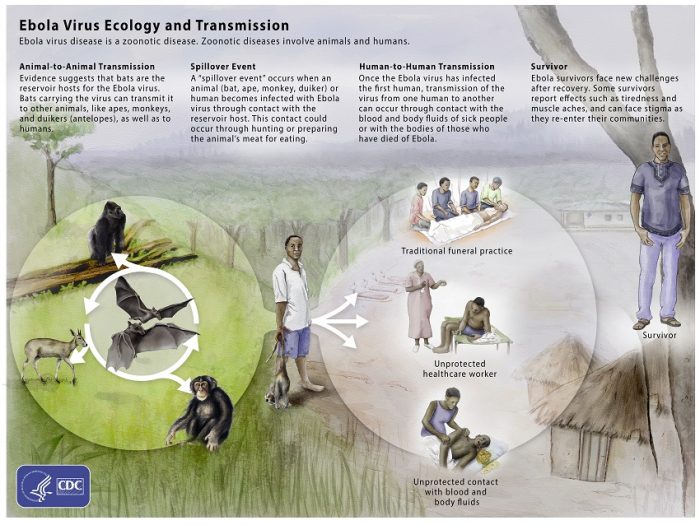Ebola Virus Disease Explained