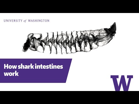 Scientific Breakthroughs: Shark intestines function like a Tesla